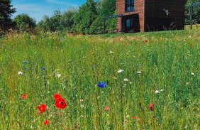 Dzikie Lisko - Domy wakacyjne w Bieszczadach - Foto 32