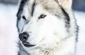 SOLEIL DES ECRINS Puy Saint Vincent 1800 appart 4 pers refait neuf - Foto 16