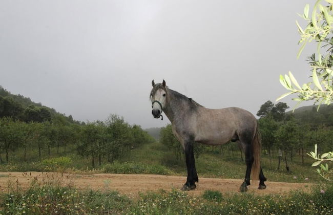 Masia Heredad La Boquilla - Foto 39