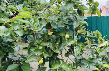 Bay Golf House - Foto 58