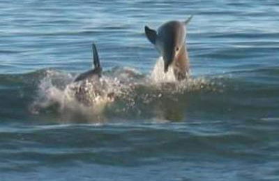 Seven Palms - Photo 73