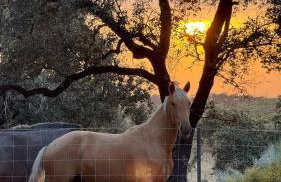 Finca Dehesa Hacienda Guadalupe - Foto 12