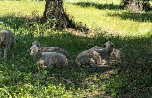 Casa Rural El Olivo - Foto 50