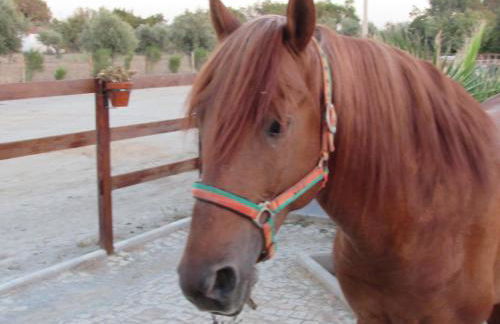 Lusitaurus - Foto 45