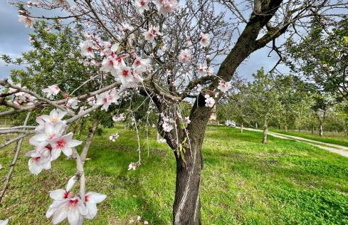 Casa Moragues - Foto 29