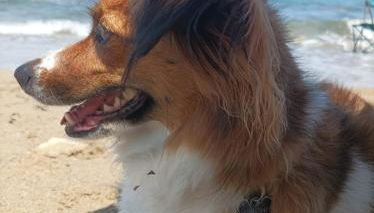 Onde Salentine Deluxe - Foto 5, pet friendly