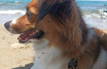 Onde Salentine Deluxe - Foto 5