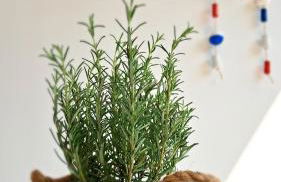 Villa Barbara Fra i Pini - Foto 24