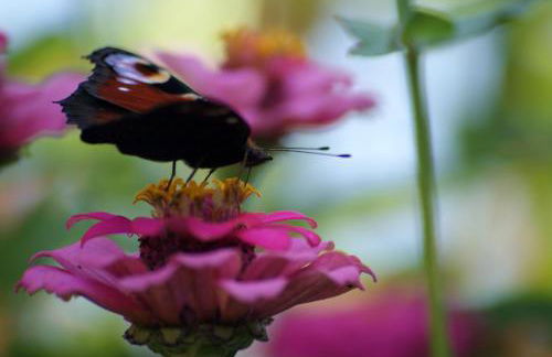 Schauenburgblick - Foto 14