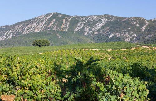 Villa Laranja-Limao - Foto 68