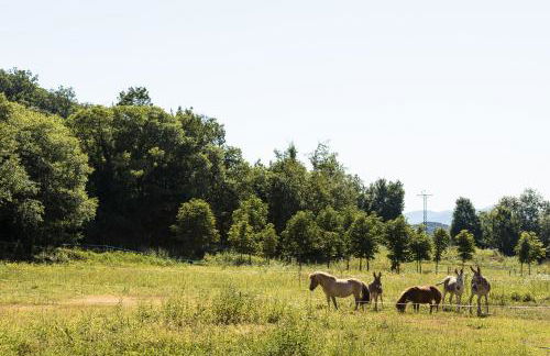 Can Solà La Vall de Bianya - Foto 37
