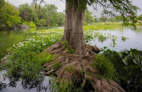 Mariposa Monarch - Walk to River - Foto 67