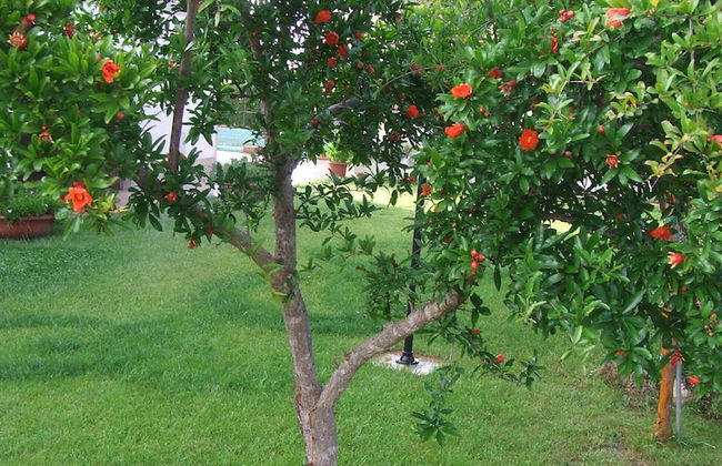 Agriturismo Il Punto Verde - Foto 36