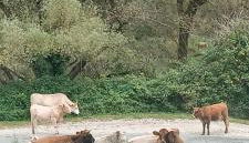 Casa Latini baita alta montagna - Foto 4