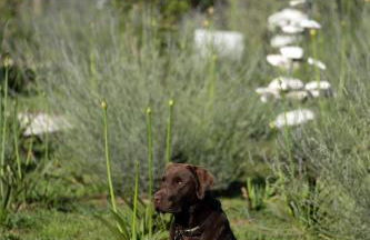 Paradis Agricole - Foto 25