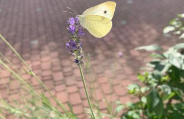 Apartments Paco & Bony - Photo 14