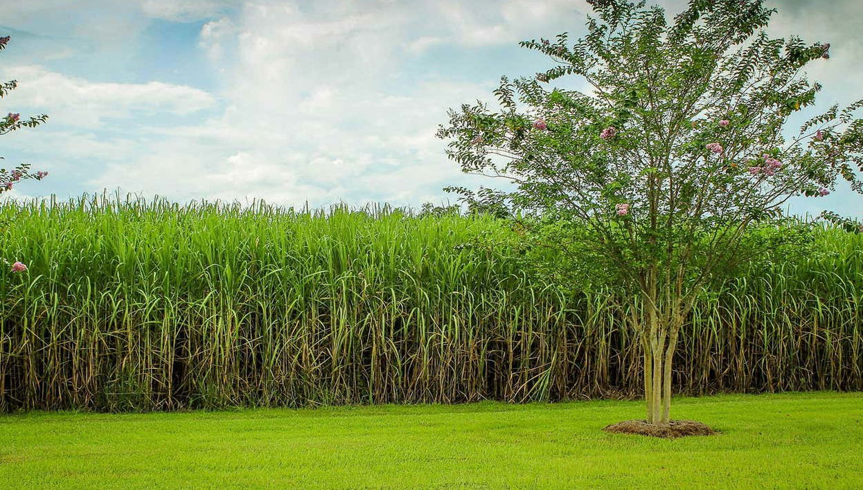 Sugar cane plantations in the Dominican Republic