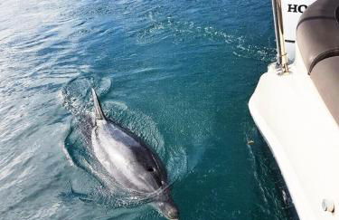 Island Dreams Oasis Galveston Retreat - Foto 52