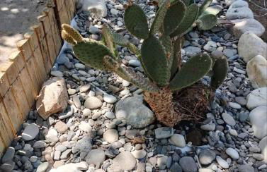 White lilies the house of gourmet flavours - Foto 34