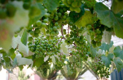 Dimore di Bacco - Photo 19