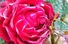 Casarosaenea - Foto 10