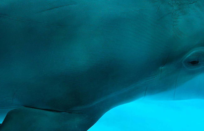 Oltremare Ticket - Photo 1