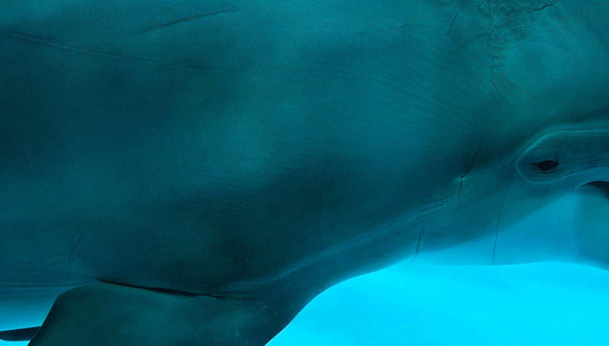 Biglietti per Oltremare