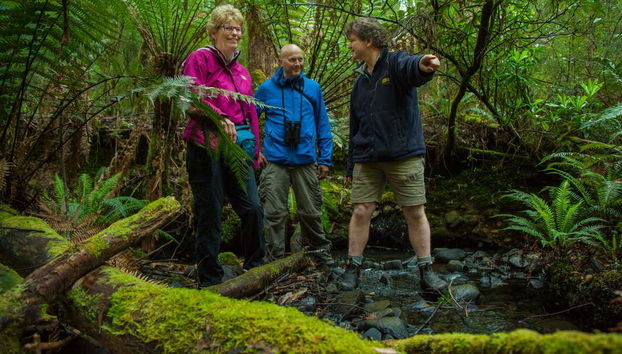 Visitando la foresta di Mavista, sull'isola Bruny