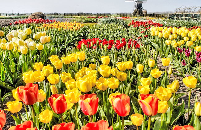 3 bedroom House in Noordwijk with garden and terrace - Photo 13