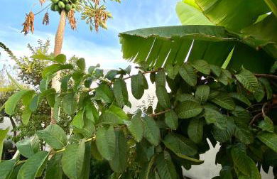 Jardín del mar - Photo 3