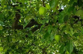 L'Atelier du Temps - La Sarrolein - Foto 7