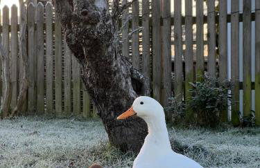 Ashbourne Cottage - Foto 36