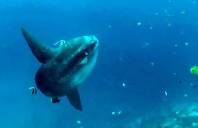 Villa Lotus - Foto 30