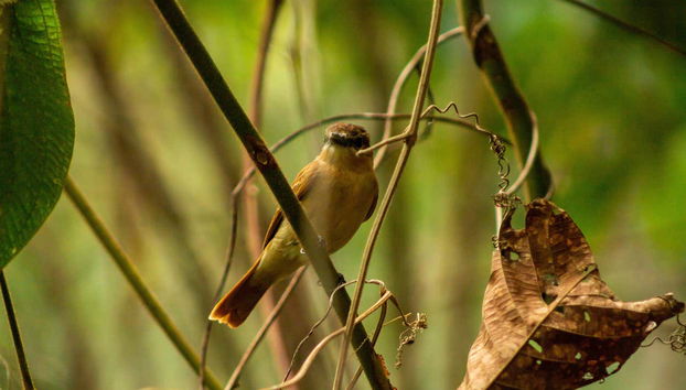 Santa Marta flycatcher