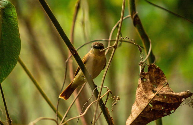 Minca Bird Watching Tour - Photo 4