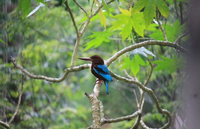 The Country House - Foto 31