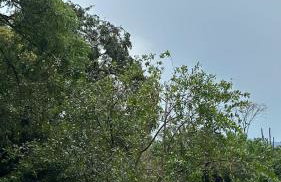 Rancho Piau - Foto 61