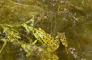 Auszeit inmitten der Natur - its a kind of magic - Foto 28