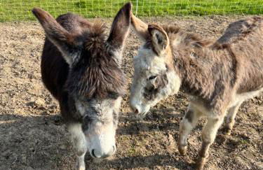 Le Hameau du Peu - Foto 44