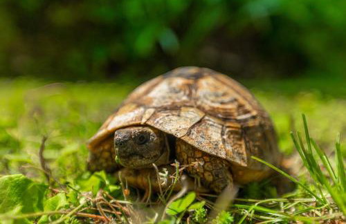 Holiday Home Eufemia - Foto 46