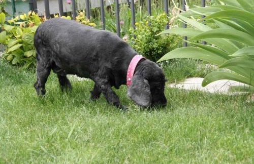 Casa Biescas Ski EVcharger Formigal 30min BBQ - Foto 10