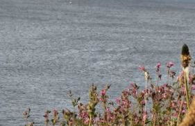 Comfy Coldingham Flat - Photo 8