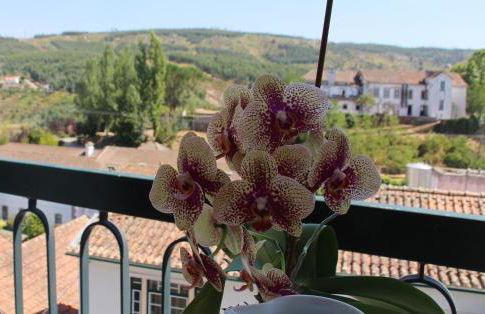 A Moderna - Guest house Casa dos Serpas - Foto 4