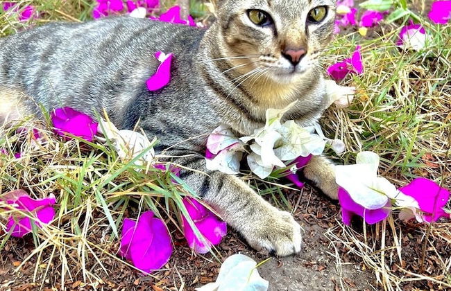 Villa Bulan Madu Gili Air - Photo 18