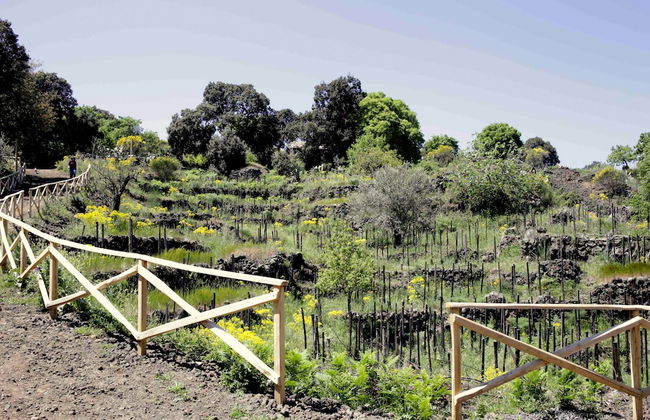 Etnella enoagriturismo Notti Stellate - Foto 43