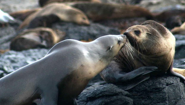 Colonie d'otaries sur l'île Phillip