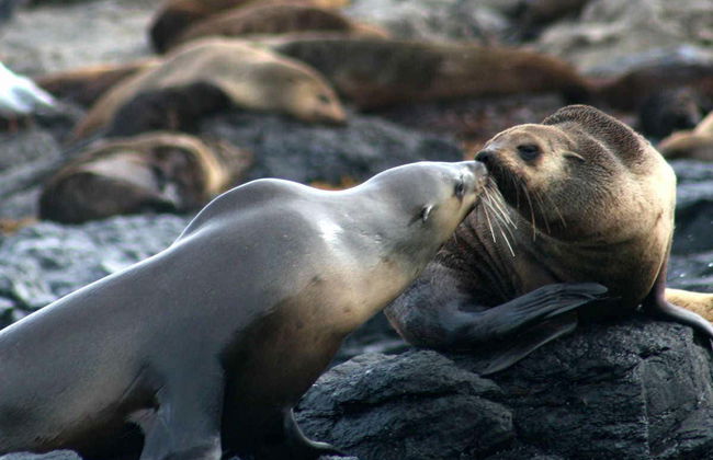 Observation d'otaries - Photo 2