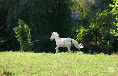 Locanda dei Cinque Cerri - Photo 57
