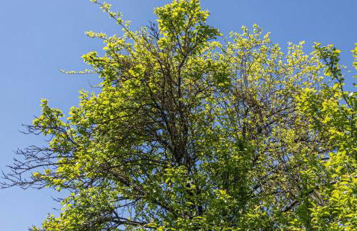Ferienwohnung Heinrich - Foto 14