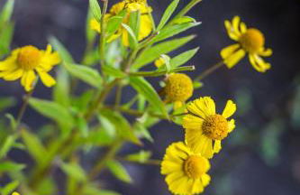 Ort Lemkenhafen "Seeblick" - Foto 23
